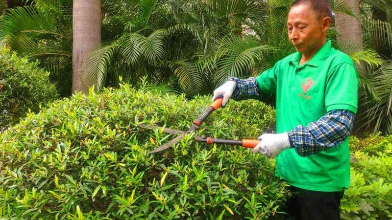 小区绿化苗木采购报价表：关键要素与注意事项**