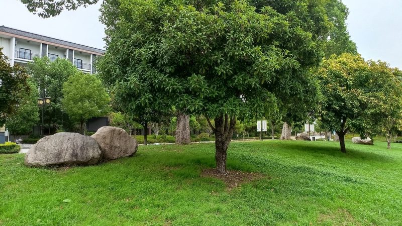 苗木种植报价单：如何科学制定？**