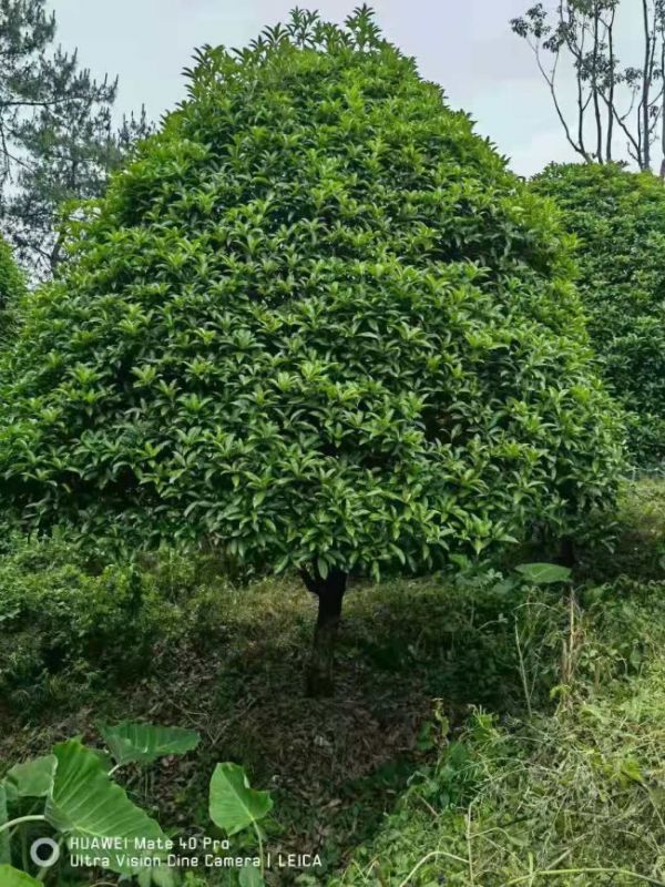 桂花(huā)